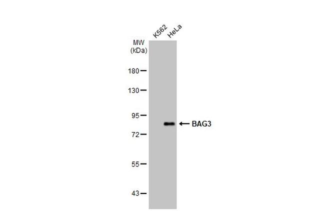 BAG3 Antibody in Western Blot (WB)