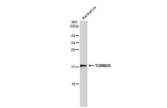 TOMM20 Antibody in Western Blot (WB)