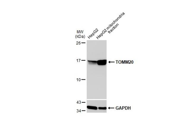 TOMM20 Antibody in Western Blot (WB)