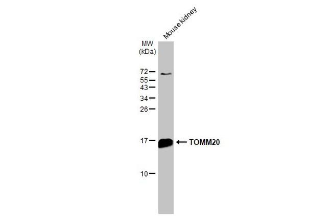 TOMM20 Antibody in Western Blot (WB)