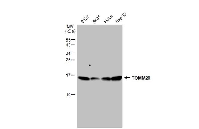 TOMM20 Antibody in Western Blot (WB)