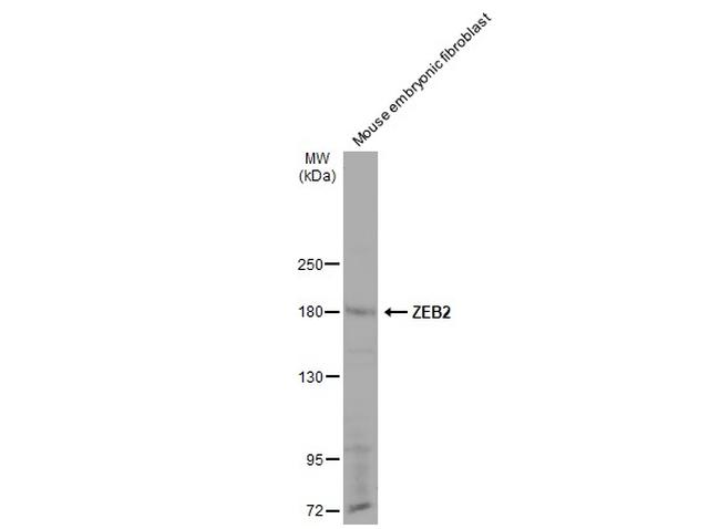 ZEB2 Antibody in Western Blot (WB)