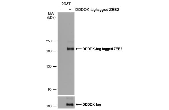 ZEB2 Antibody in Western Blot (WB)