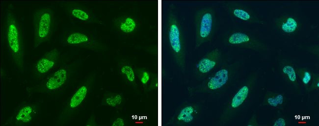 RBM8A Antibody in Immunocytochemistry (ICC/IF)