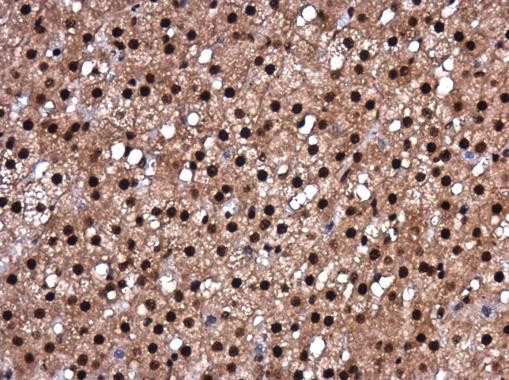 RBM8A Antibody in Immunohistochemistry (Paraffin) (IHC (P))