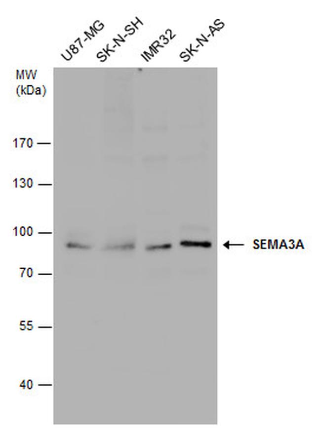 SEMA3A Antibody in Western Blot (WB)