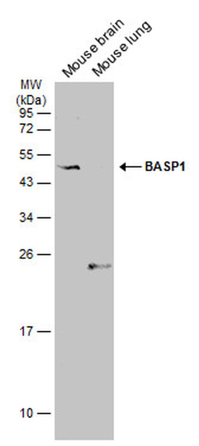 BASP1 Antibody in Western Blot (WB)