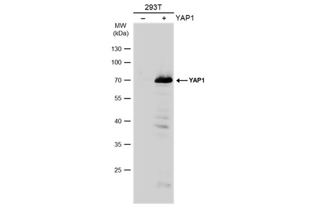 YAP1 Antibody in Western Blot (WB)