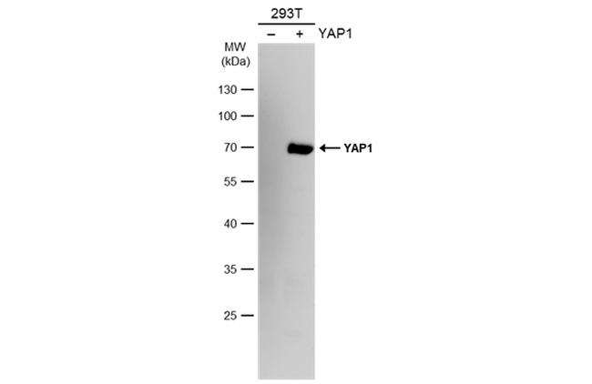 YAP1 Antibody in Western Blot (WB)