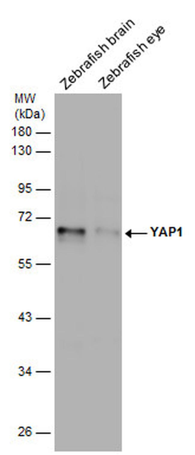 YAP1 Antibody in Western Blot (WB)