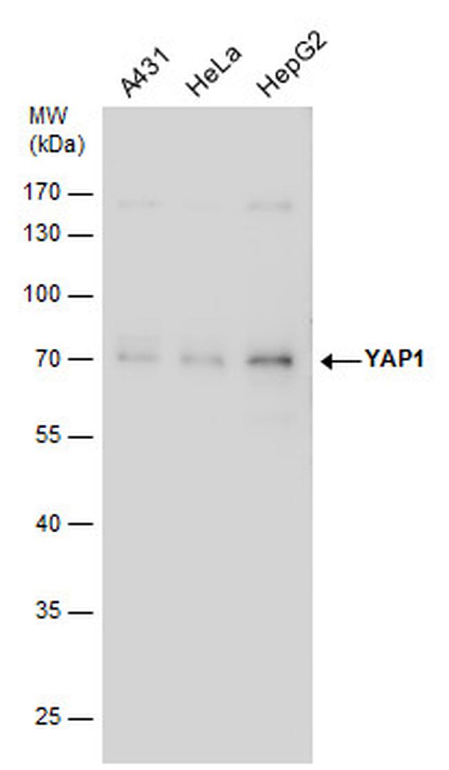 YAP1 Antibody in Western Blot (WB)