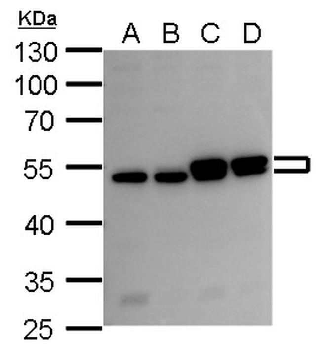 RUVBL2 Antibody in Western Blot (WB)