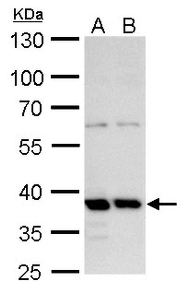 MRG15 Antibody in Western Blot (WB)