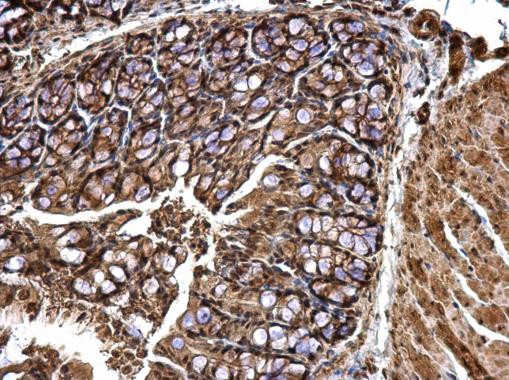 CPSF6 Antibody in Immunohistochemistry (Paraffin) (IHC (P))