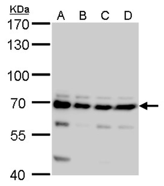 CPSF6 Antibody in Western Blot (WB)