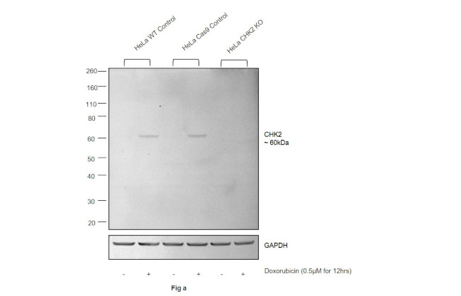 Phospho-CHK2 (Thr68) Antibody