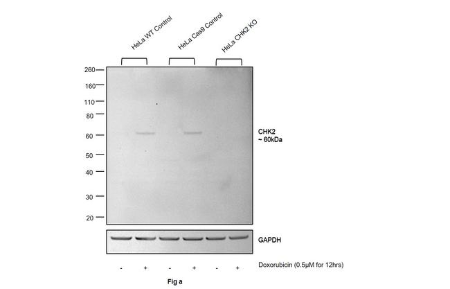 Phospho-CHK2 (Thr68) Antibody in Western Blot (WB)