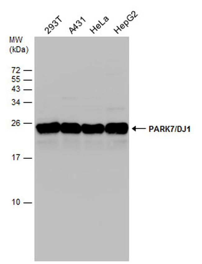 DJ-1 Antibody in Western Blot (WB)