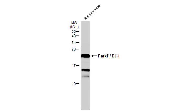 DJ-1 Antibody in Western Blot (WB)