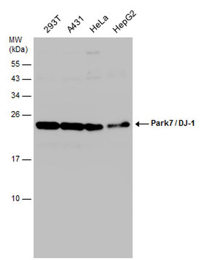 DJ-1 Antibody in Western Blot (WB)