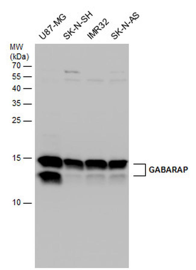 GABARAP Antibody in Western Blot (WB)