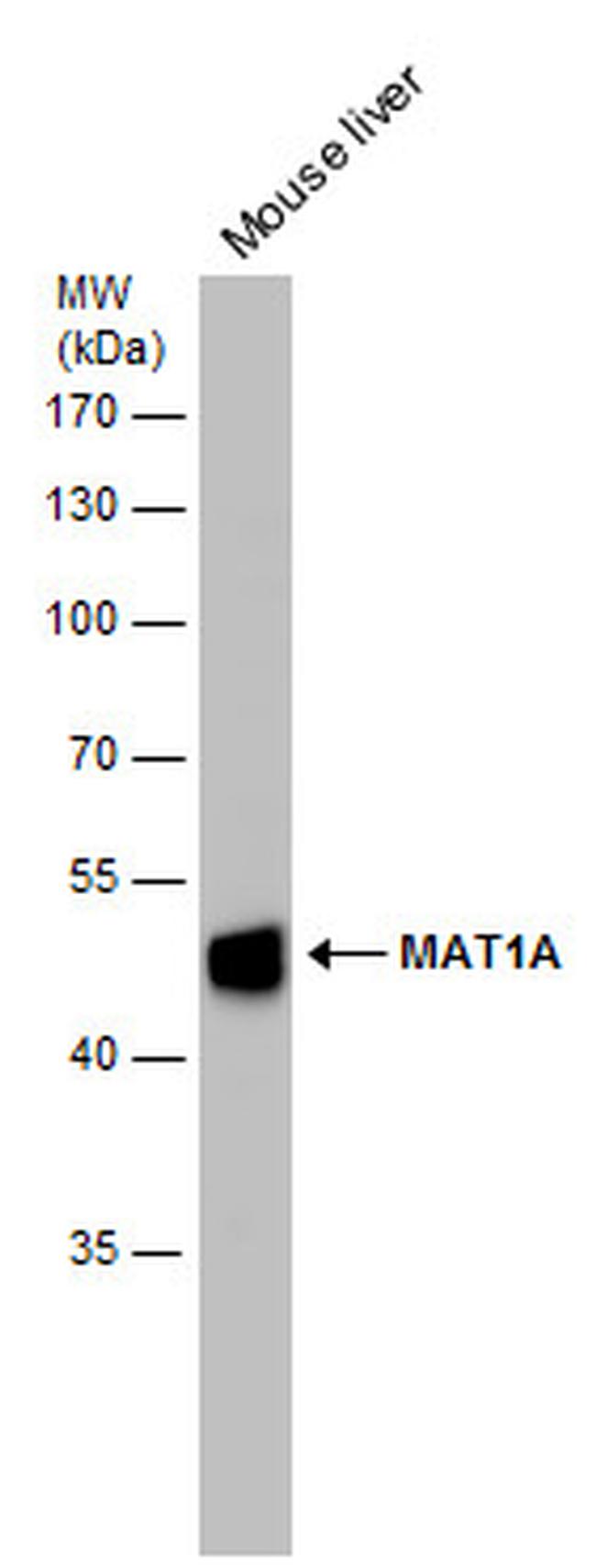 MAT1A Antibody in Western Blot (WB)