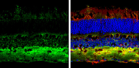 Contactin 1 Antibody in Immunohistochemistry (Frozen) (IHC (F))