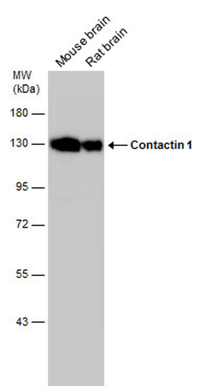 Contactin 1 Antibody in Western Blot (WB)