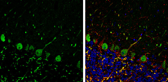 p130Cas Antibody in Immunohistochemistry (Frozen) (IHC (F))