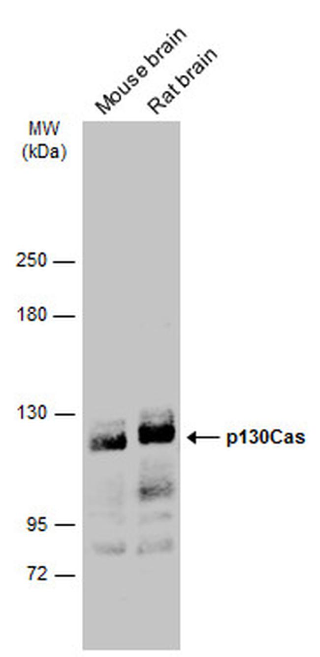 p130Cas Antibody in Western Blot (WB)