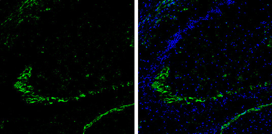 DPP6 Antibody in Immunohistochemistry (Frozen) (IHC (F))