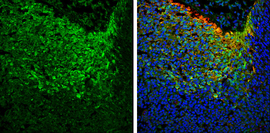 NSE Antibody in Immunohistochemistry (Frozen) (IHC (F))