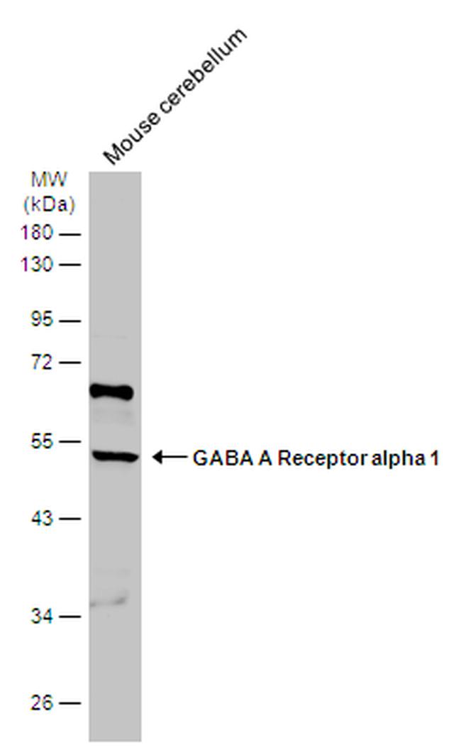 GABRA1 Antibody in Western Blot (WB)