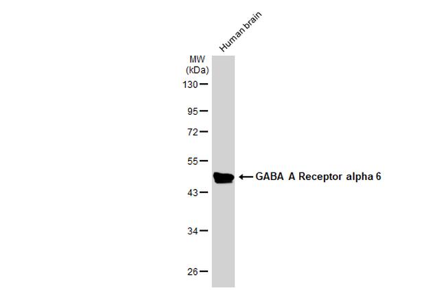 GABRA6 Antibody in Western Blot (WB)