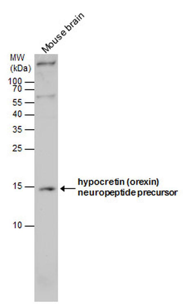 Orexin B Antibody in Western Blot (WB)