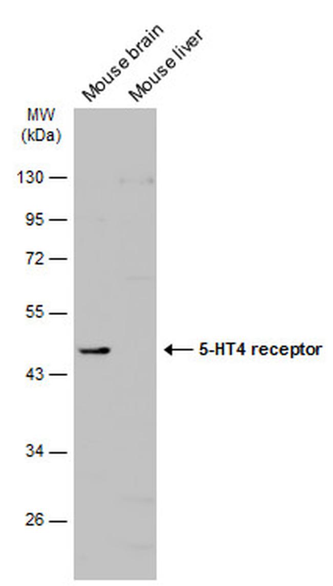 HTR4 Antibody in Western Blot (WB)