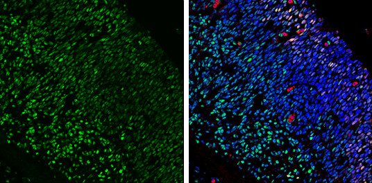 LIM1 Antibody in Immunohistochemistry (Frozen) (IHC (F))