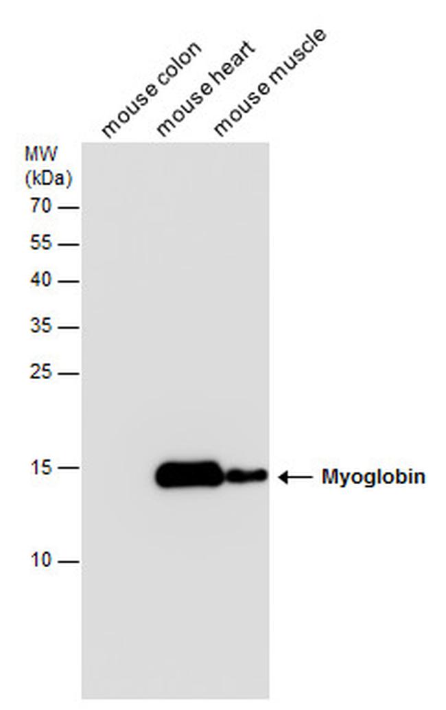 Myoglobin Antibody in Western Blot (WB)