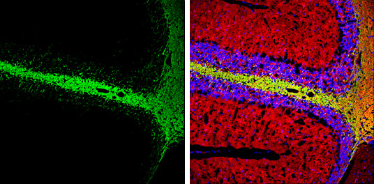 MBP Antibody in Immunohistochemistry (Frozen) (IHC (F))