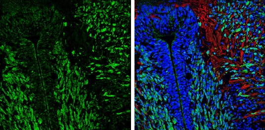 MBP Antibody in Immunohistochemistry (Frozen) (IHC (F))