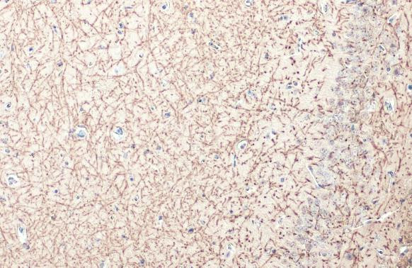 MBP Antibody in Immunohistochemistry (Paraffin) (IHC (P))