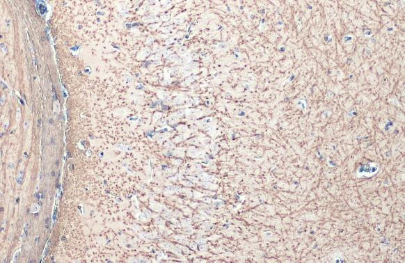 MBP Antibody in Immunohistochemistry (Paraffin) (IHC (P))