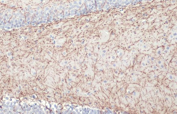 MBP Antibody in Immunohistochemistry (Paraffin) (IHC (P))