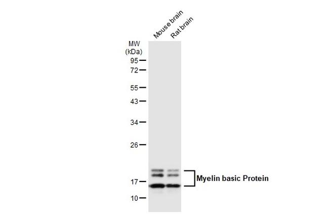 MBP Antibody in Western Blot (WB)