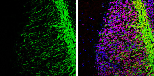 MOG Antibody in Immunohistochemistry (Frozen) (IHC (F))