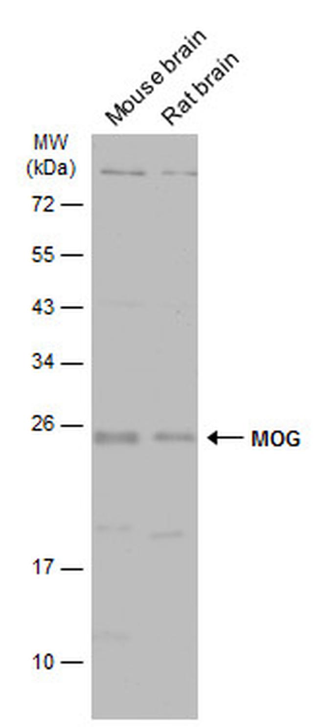 MOG Antibody in Western Blot (WB)