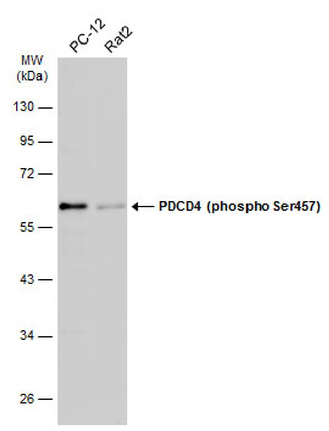 Phospho-PDCD4 (Ser457) Antibody in Western Blot (WB)