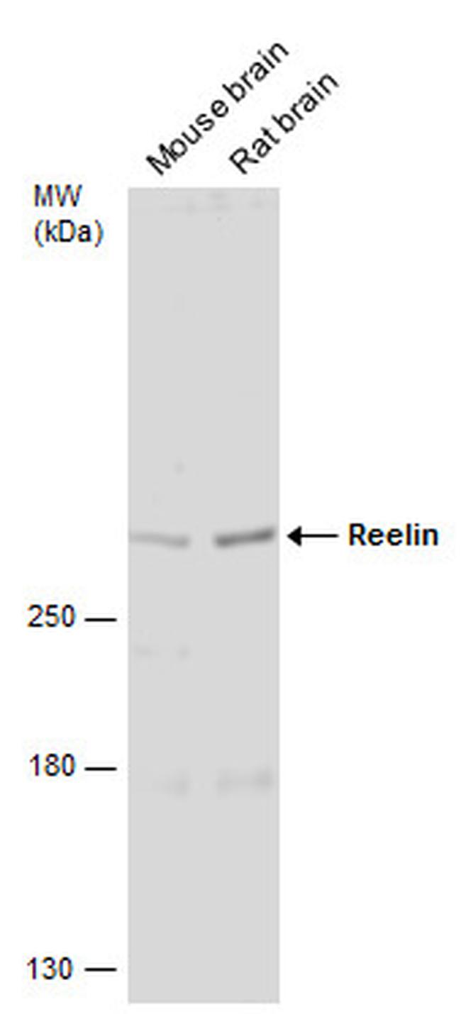 Reelin Antibody in Western Blot (WB)