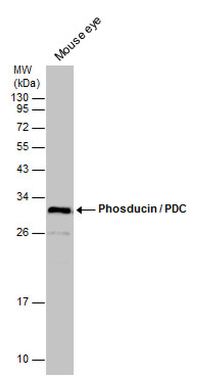 PDC Antibody in Western Blot (WB)