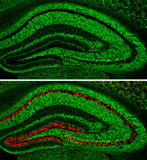 pan Synuclein Antibody in Immunohistochemistry (Frozen) (IHC (F))